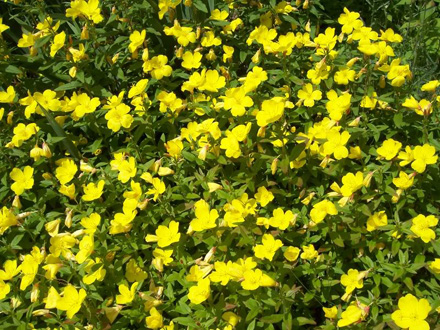 Oenothera Fireworks