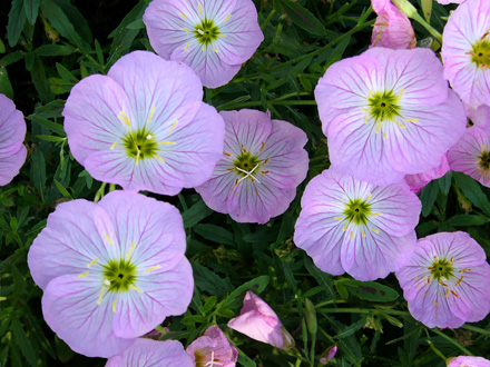 Oenothera Twilight