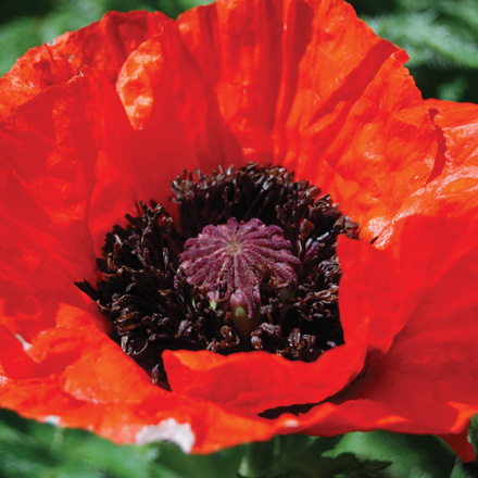 Beauty of Livermere Poppy