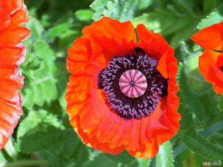 Poppy Brilliant Red