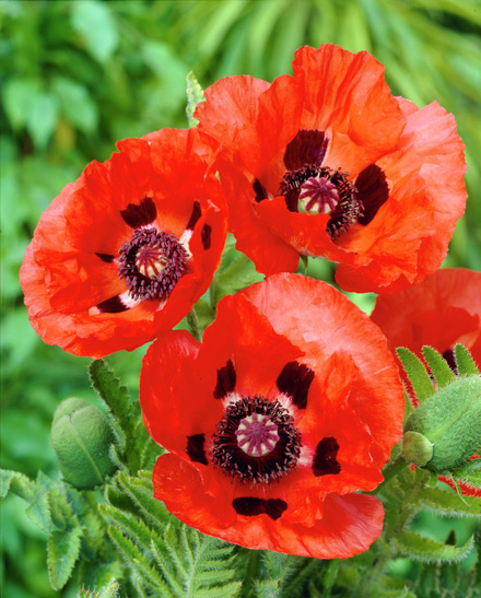 Eye Catcher Poppy