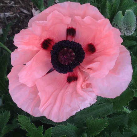 Poppy Queen Alexandra