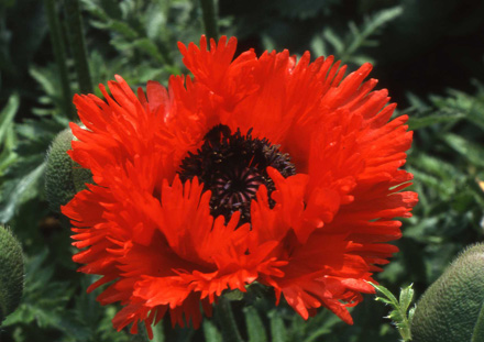 Turkenlouis Poppy