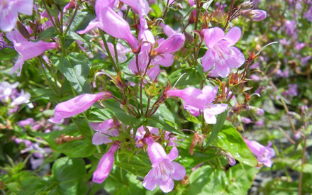 Amethyst Quartz Penstemon