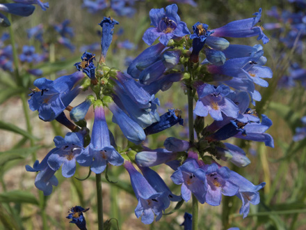 Penstemon watsonii