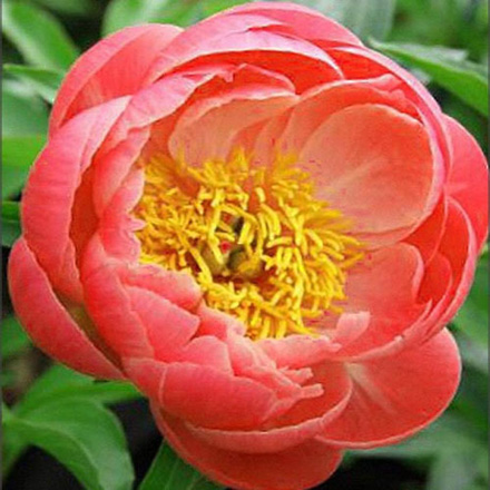 Peony Coral Sunset