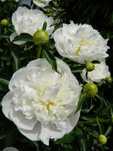 Peony Duchesse de Nemours