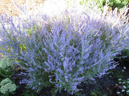 Crazy Blue Russian Sage