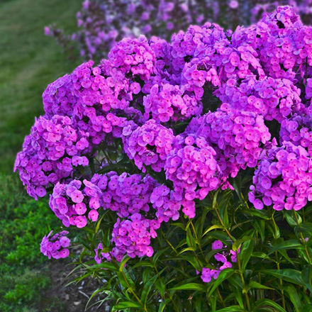 Phlox Fashionably Early Flamingo