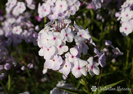 Phlox Fashionably Early Lavender Flamingo