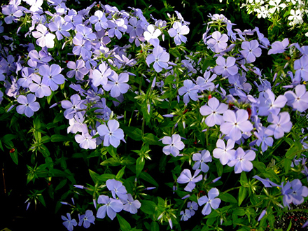 Phlox Blue Moon