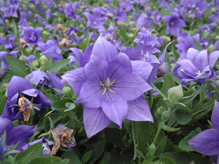 Platycodon Semi Double Blue