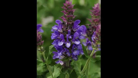 Salvia Blue Marvel