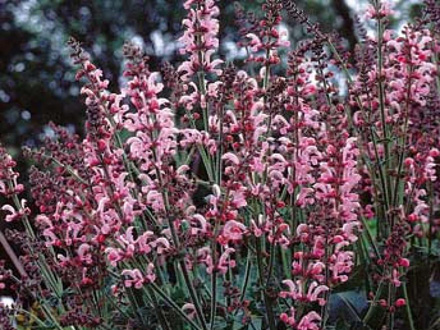 Rose Rhapsody Salvia