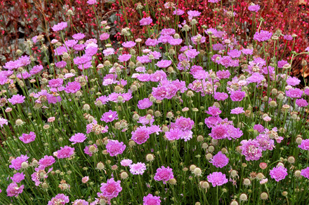 Vivid Violet Scabiosa