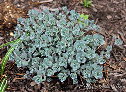 Sedum Blueberry Pie