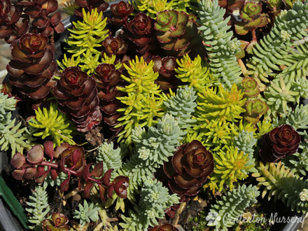 Sedum Trailing Trio