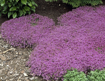 Magic Carpet Thyme