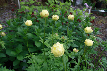 Trollius New Moon