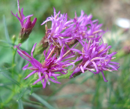 Vernonia Iron Butterfly